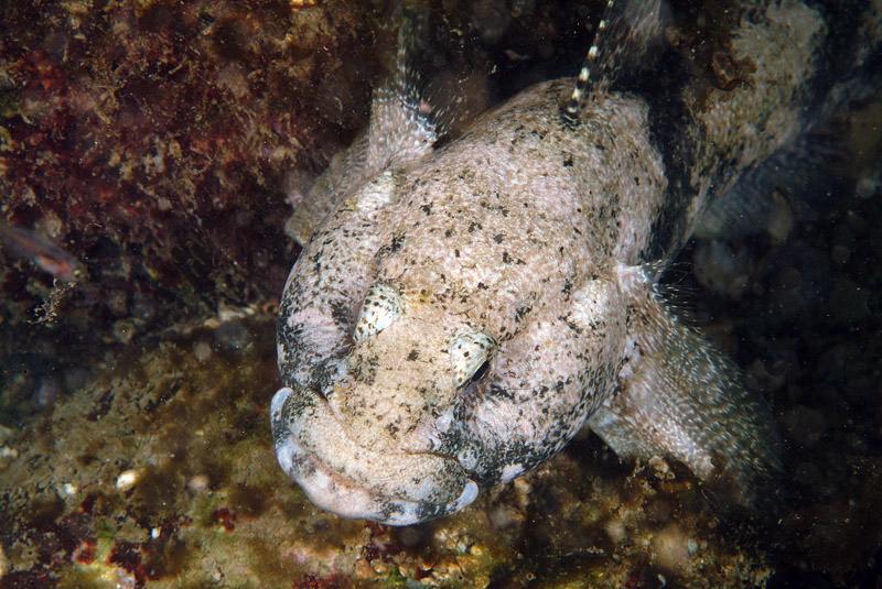 Gobius cobitis (ex-Zosterisessor ophiocephalus?)